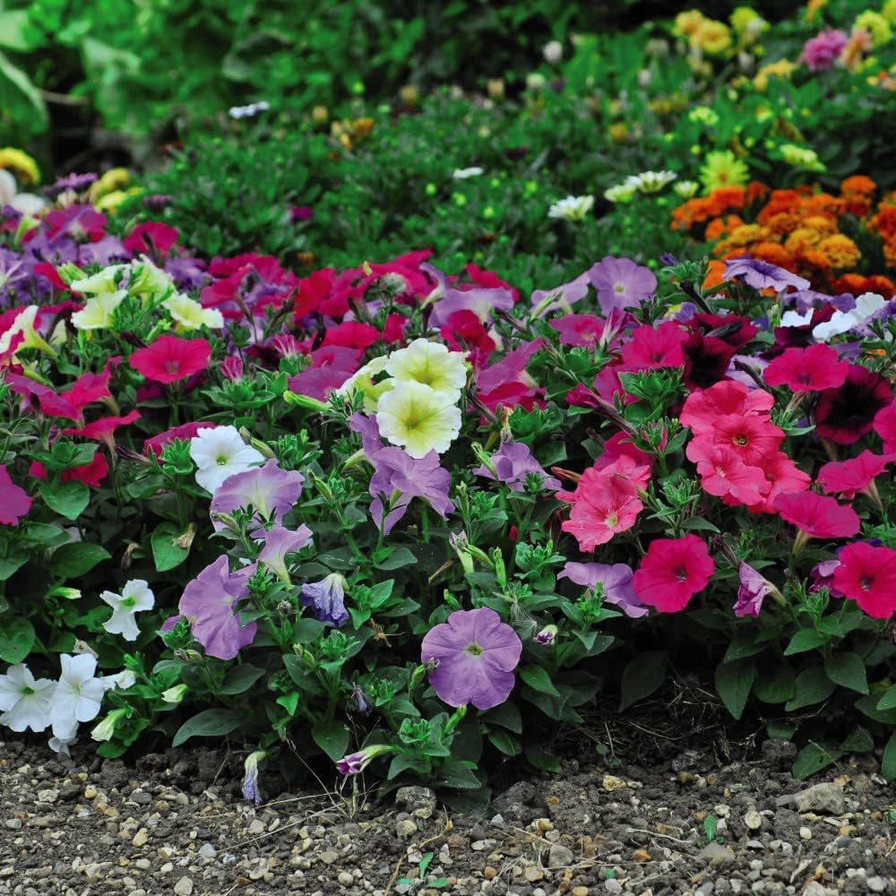 Thompson and Morgan Petunia Frenzy Mixed Plant Plugs 6 Pack Image 2