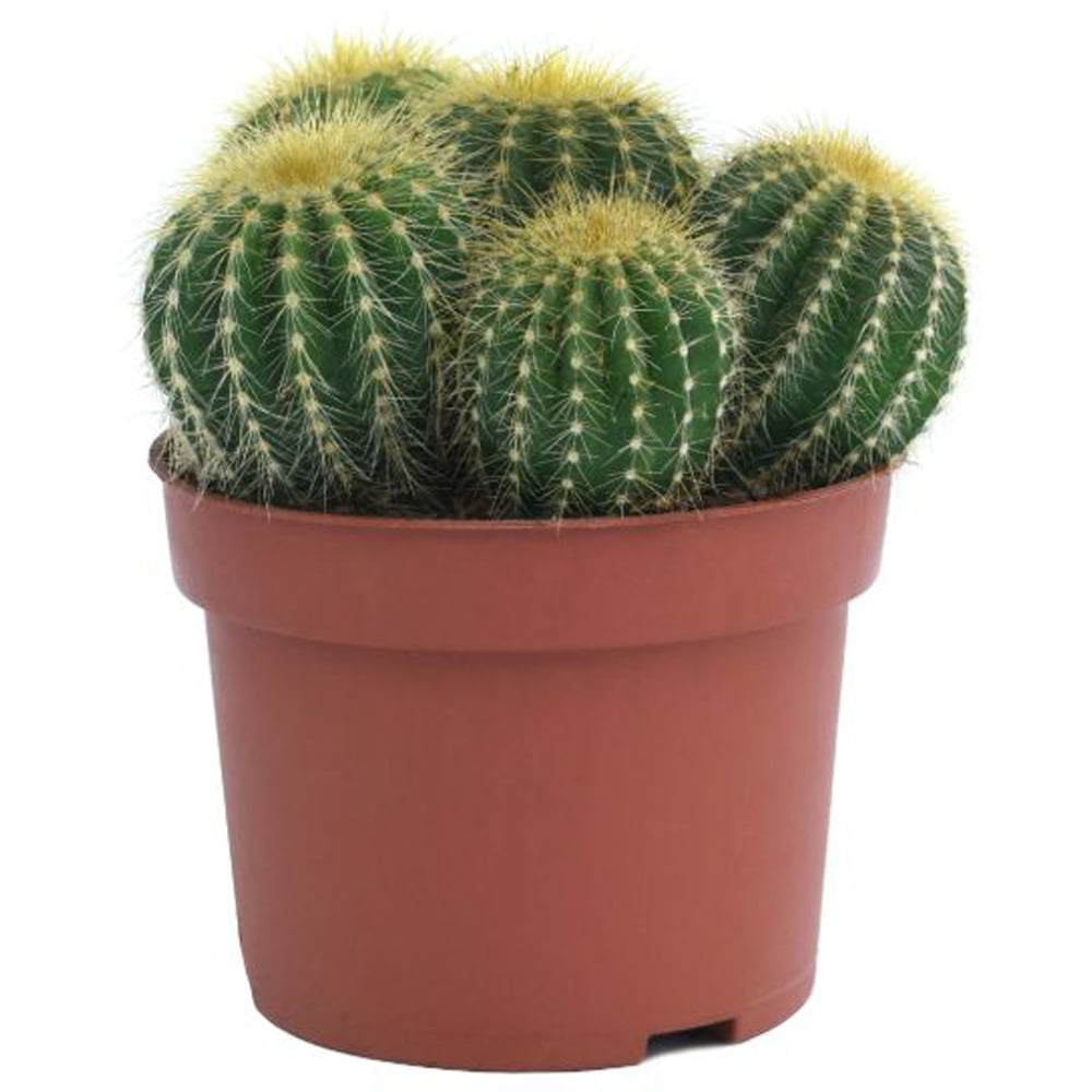 Thompson and Morgan Cactus Mixed Potted Plant 0.5cm Image 7