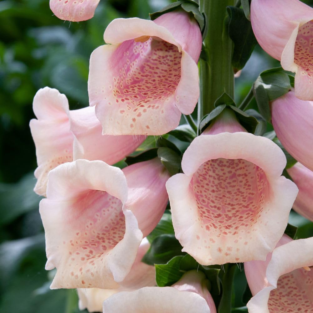Thompson and Morgan Digitalis Foxglove Dalmatian Peach Plant Plug 24 Pack Image 1