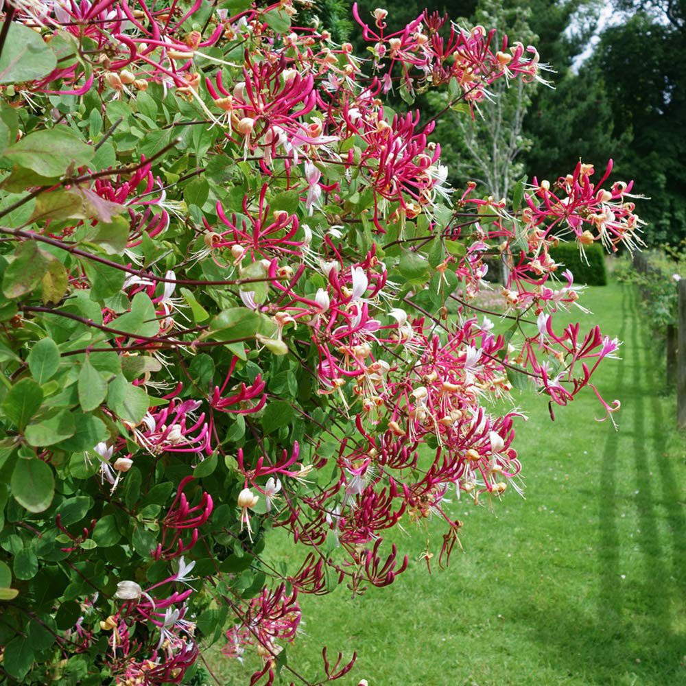 Thompson and Morgan Lonicera Periclymenum Serotina Plant Pot 3L Image 2