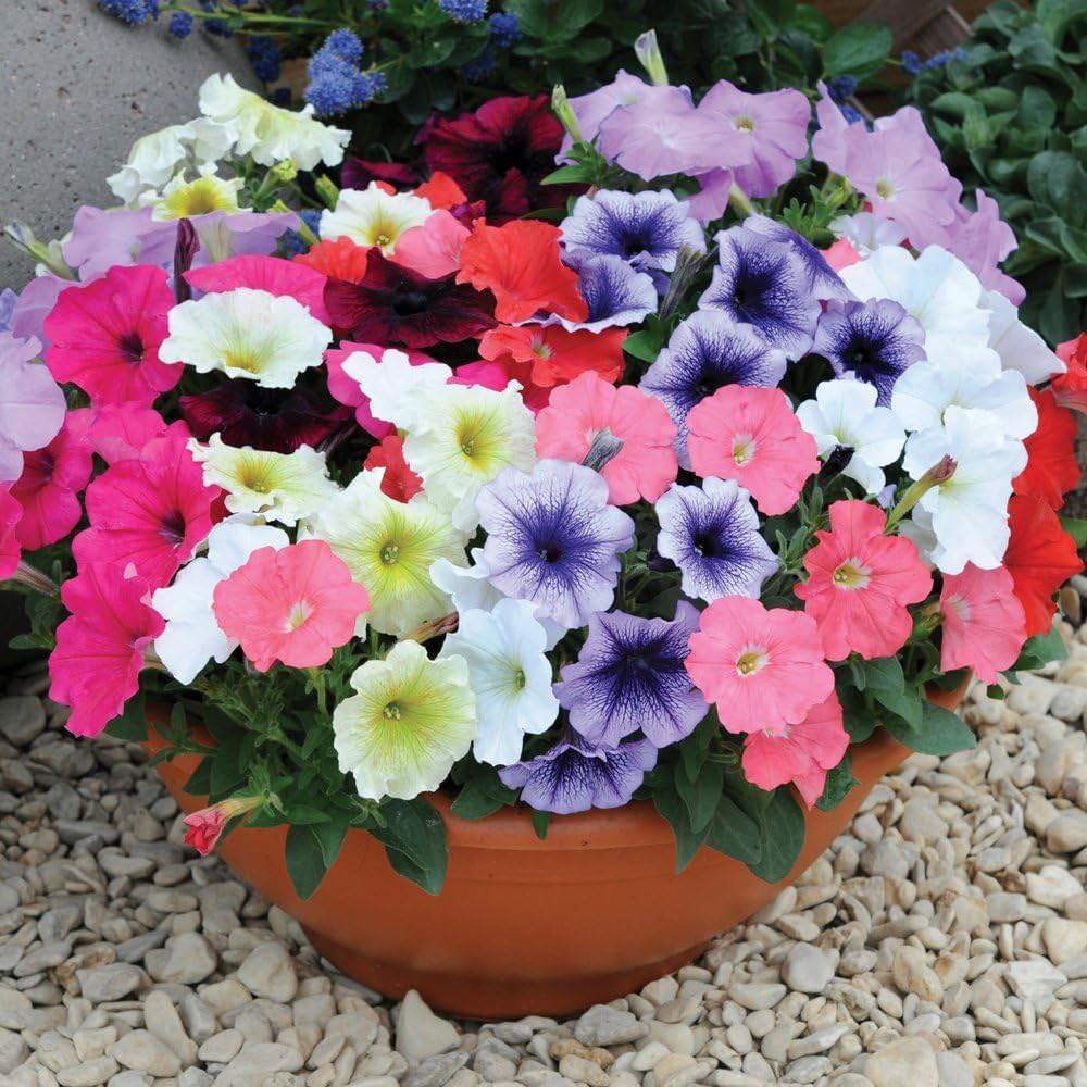 Thompson and Morgan Petunia Frenzy Mixed Plant Plugs 6 Pack Image 3