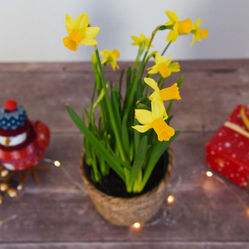 Thompson and Morgan Christmas Gift Narcissus Flower Basket 14cm Image 4