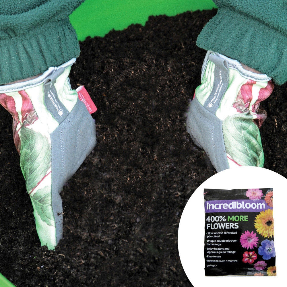 Thompson and Morgan Lavatera Barnsley Baby Plant Pot 9cm 2 Pack with Fertiliser Image 6