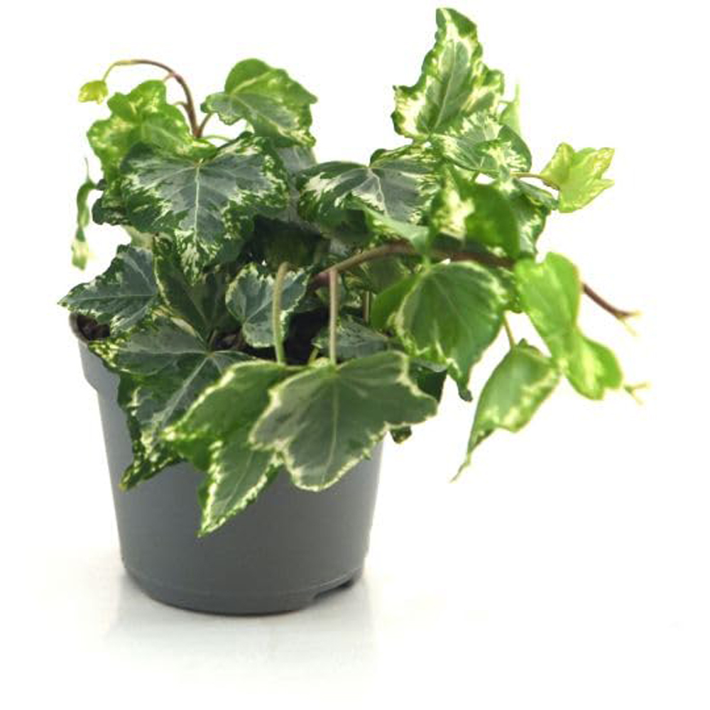 Thompson & Morgan Hedera Helix Kolibri Plant Pot 6cm 2 Pack Image 2
