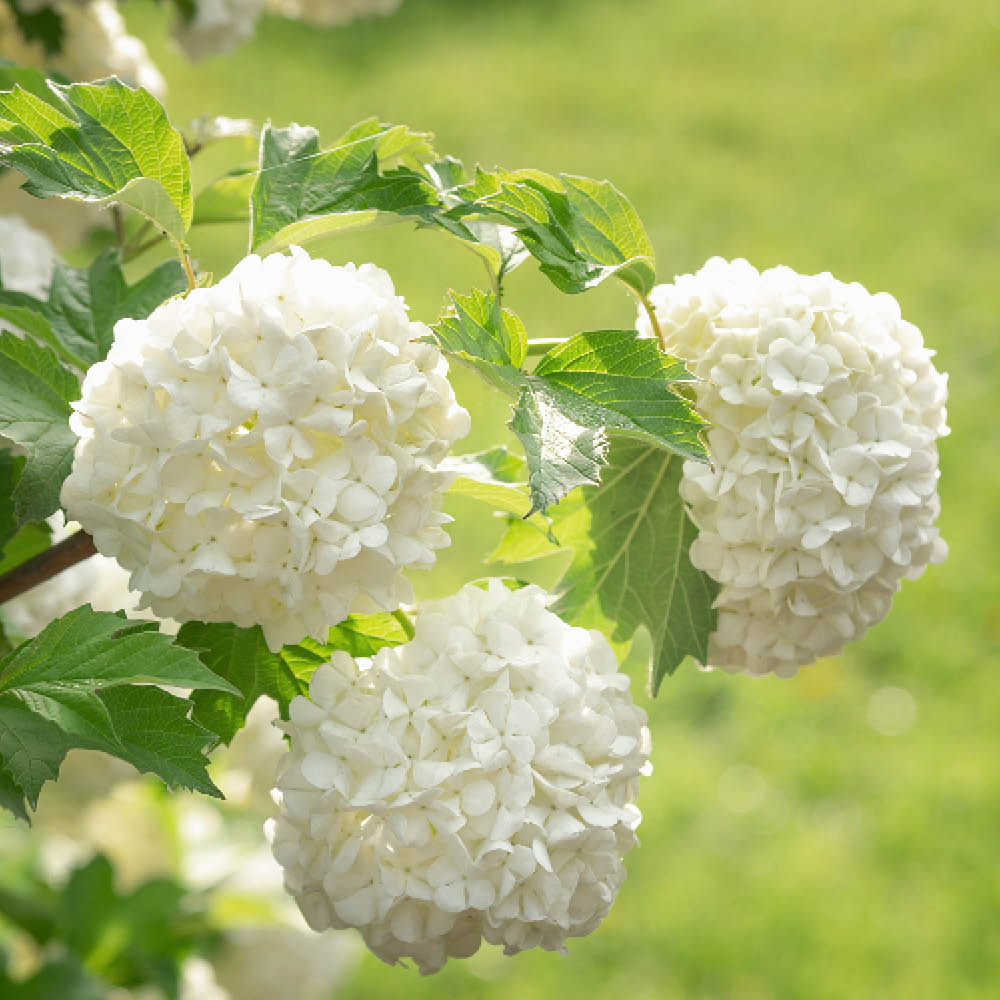 YouGarden Snowball Tree Viburnum Opulus Roseum Plant Pot 2L Image 1