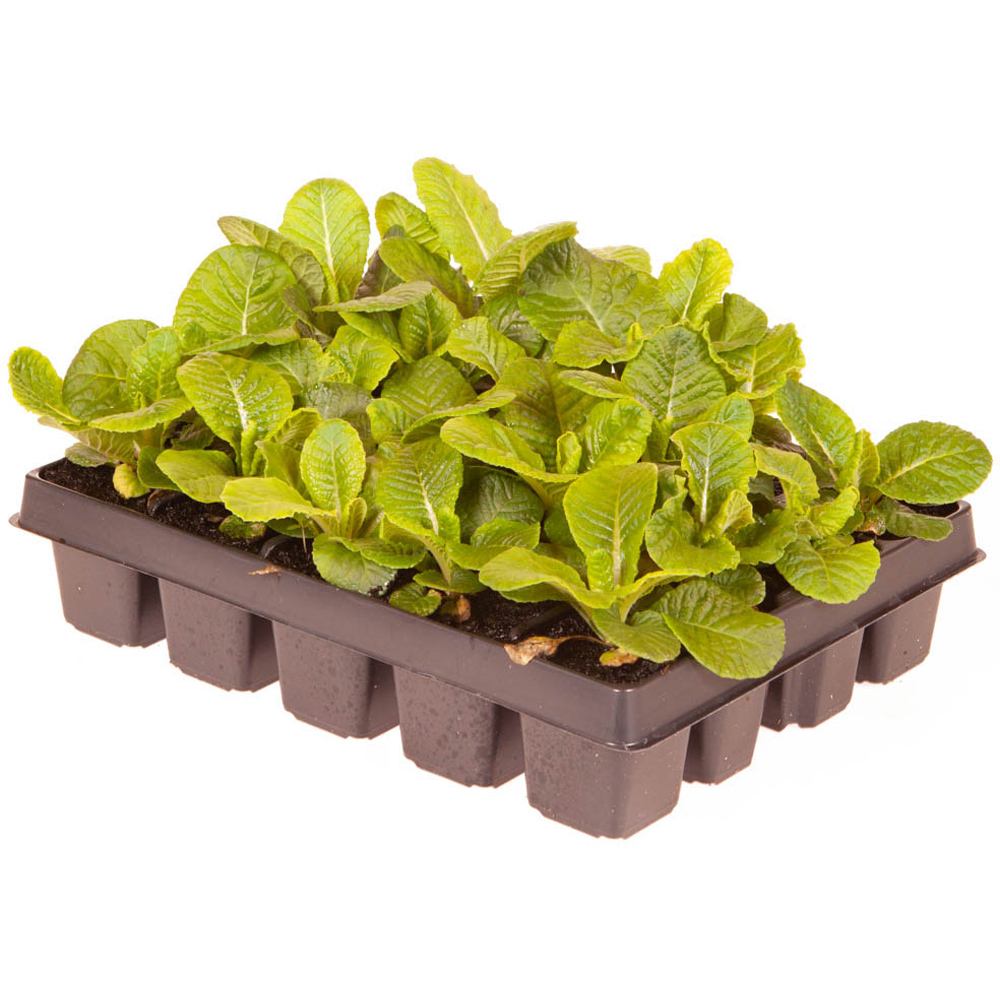 wilko Primrose Bonelli Mixed Garden Ready Plant 20 Pack Image 2