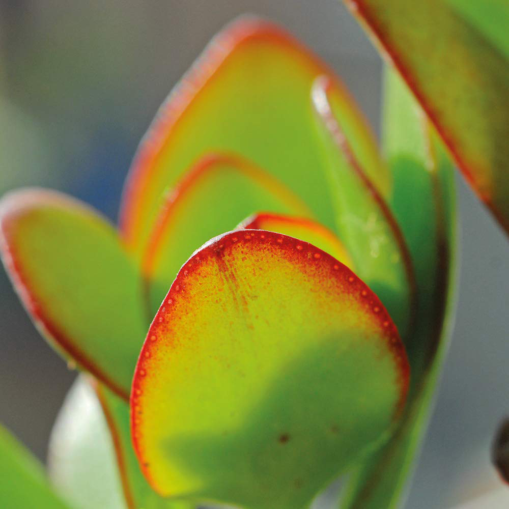 Thompson and Morgan Crassula Ovata Potted Plant 12cm 2 Pack Image 4