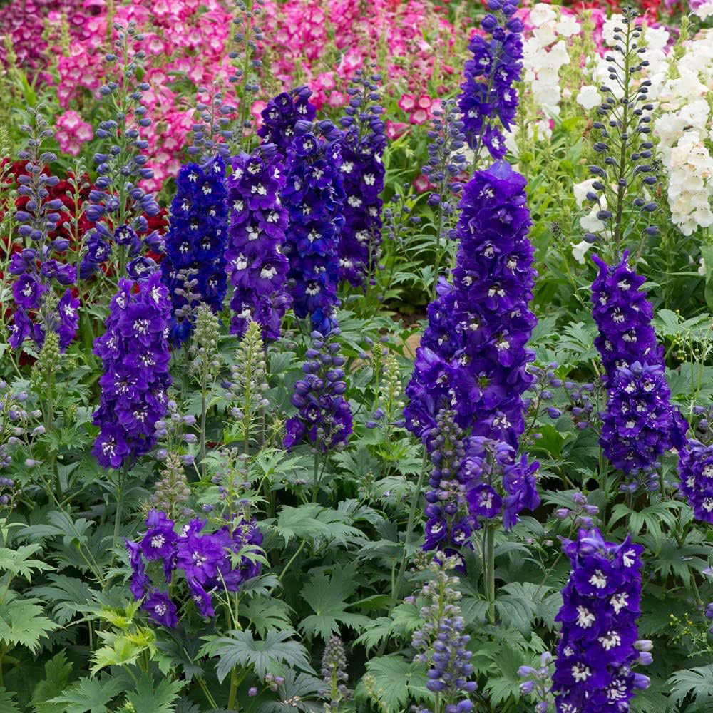 Thompson and Morgan Delphinium Magic Fountain Dark Blue and White Bee Plant Pot 9cm 2 Pack Image 2