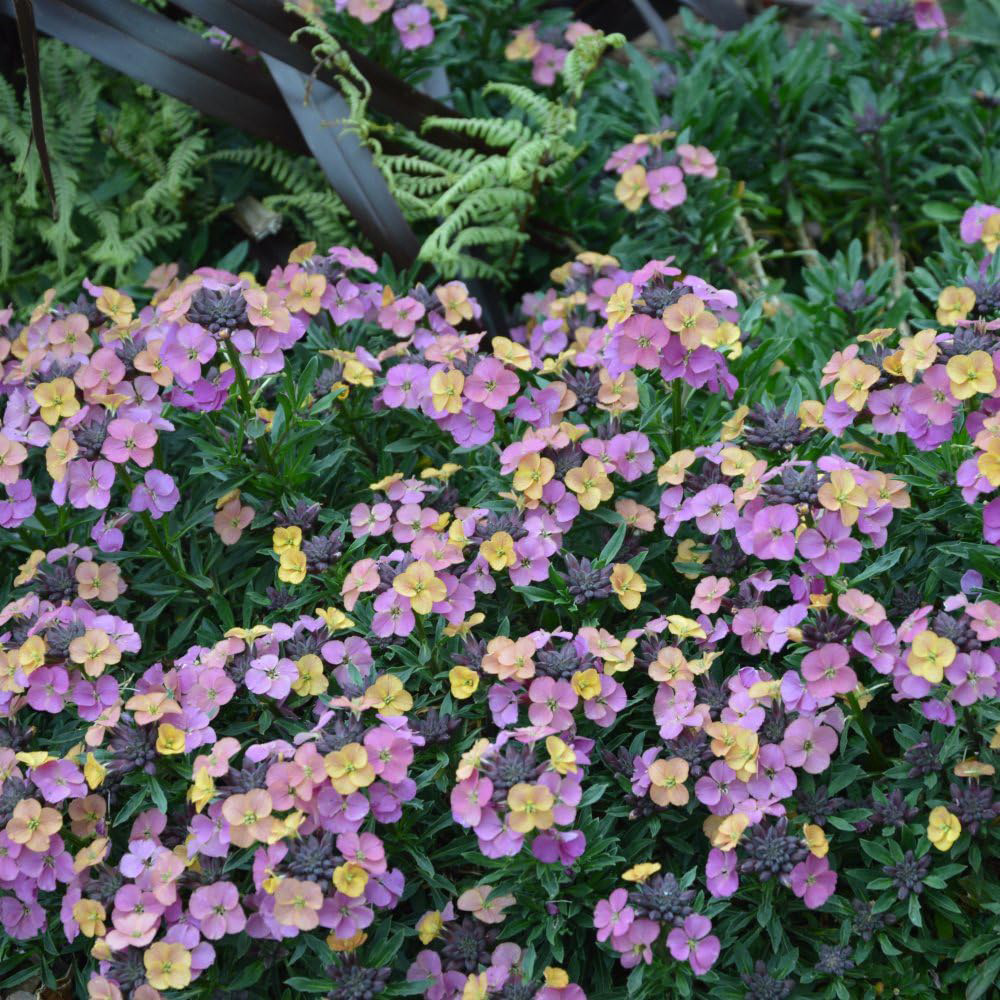 Thompson & Morgan Erysimum Wallflower Constant Cheer Jumbo Plant Plug 12 Pack Image 2