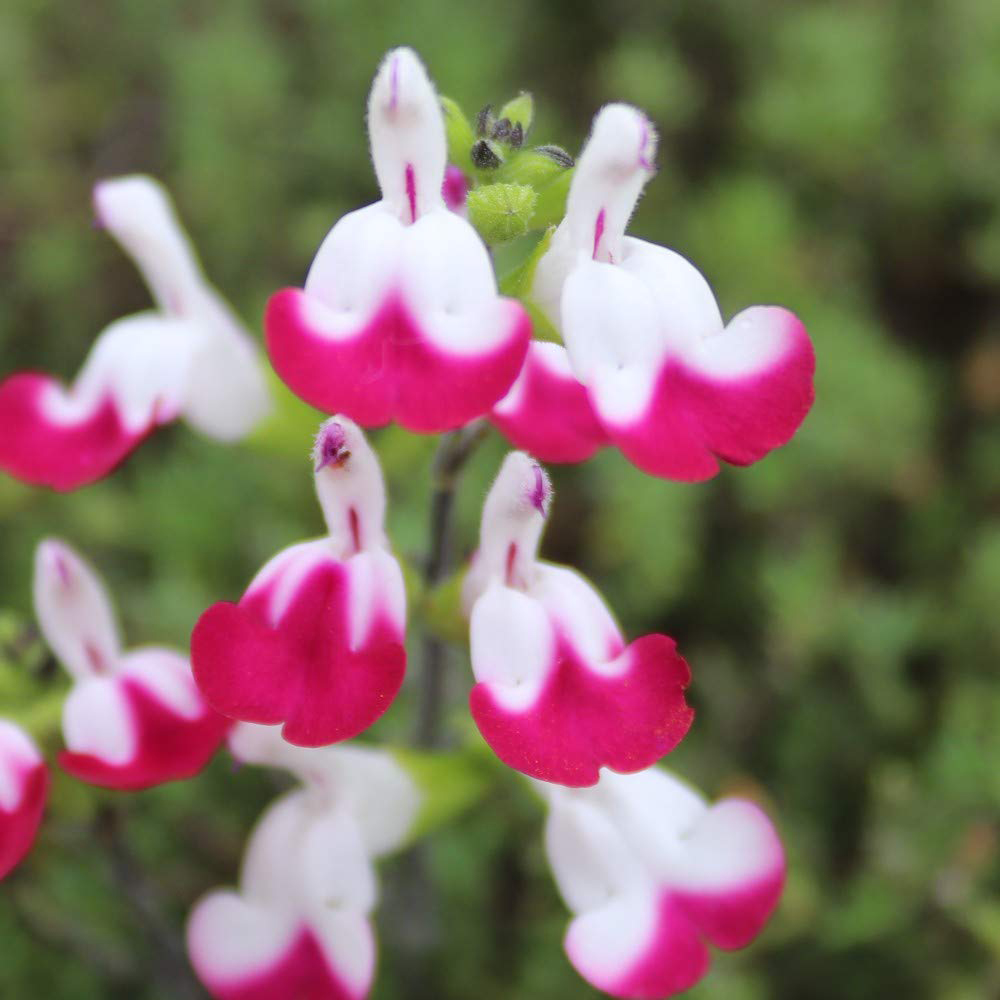 Thompson and Morgan Salvia Lips Collection Plant in Pot 9cm 3 Pack Image 2