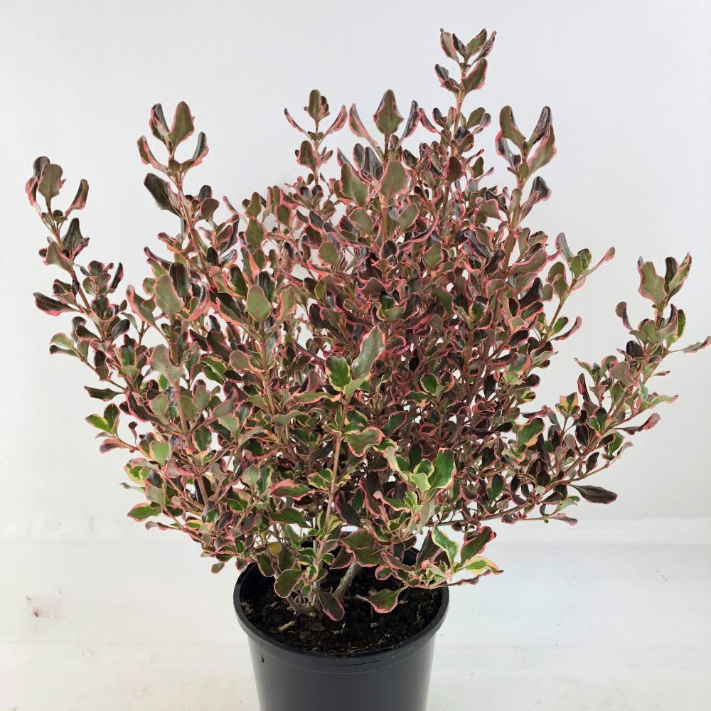 Thompson and Morgan Coprosma Repens Pacific Dawn Plant Pot 3L Image 2