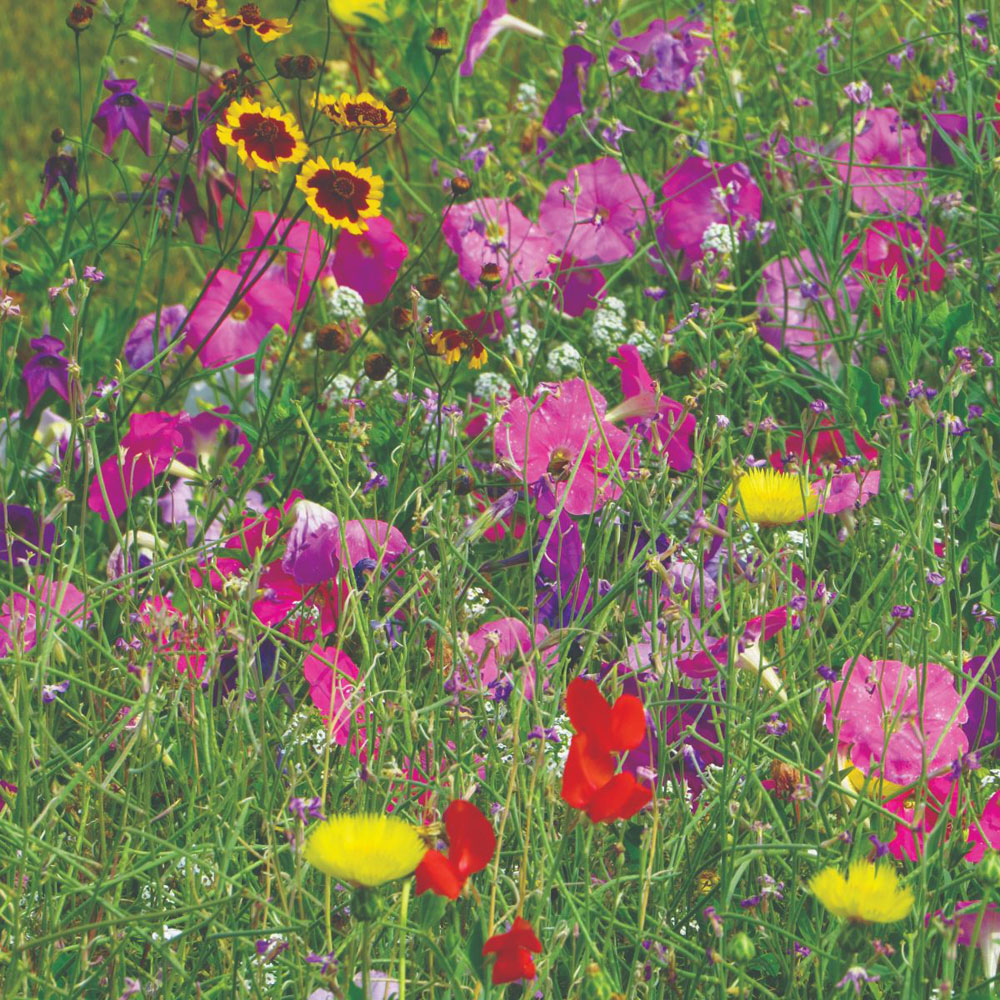 Thompson and Morgan Flower Garden Fragrant Mix Scatter Pack Image 2
