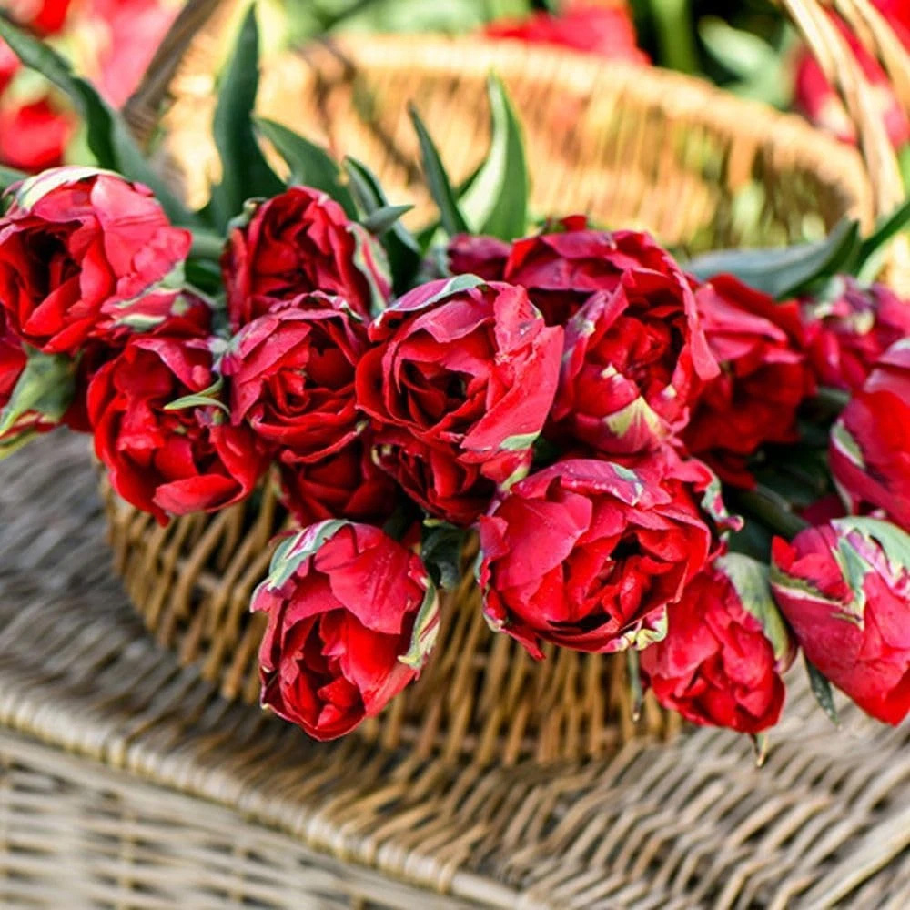 Thompson and Morgan Tulip Ile D'Amour Planting Bulb 8 Pack Image 2