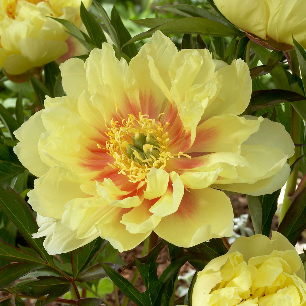 YouGarden Ultimate Peony Bare Root Collection 3 Pack Image 3
