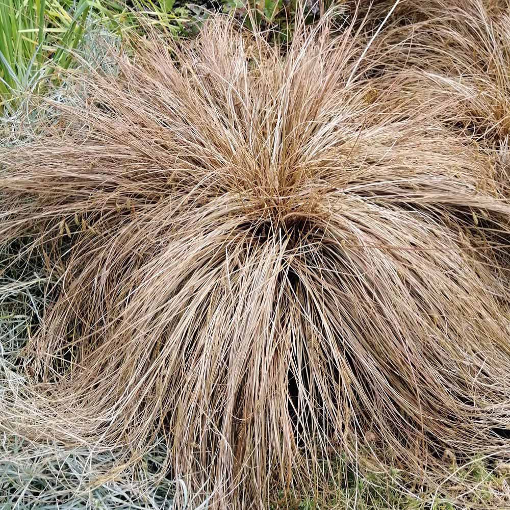 YouGarden Buchanans Sedge Grass Carex Buchananii Plant Pot 9cm 3 Pack Image 2