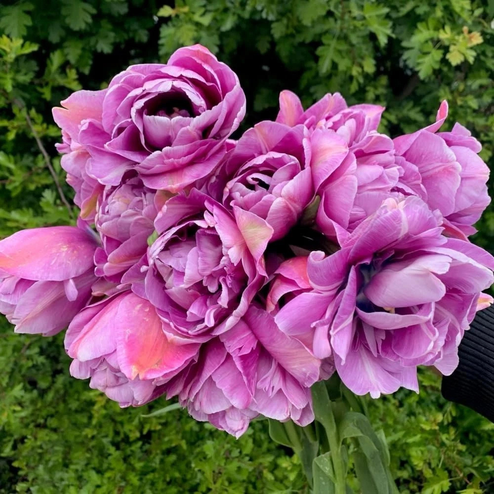 Thompson and Morgan Tulip Doubles Collection Planting Bulb 30 Pack Image 7
