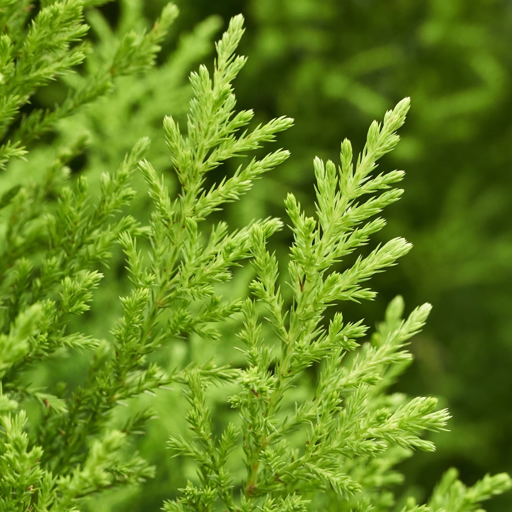 YouGarden Monterey Cypress Goldcrest Plant Pot 10.5cm 10 Pack Image 3