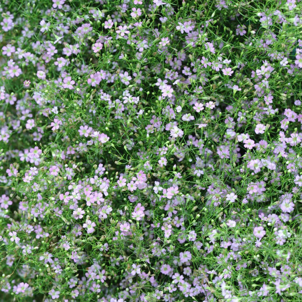 Thompson & Morgan Gypsophila Rosea Bare Root 3 Pack Image 2