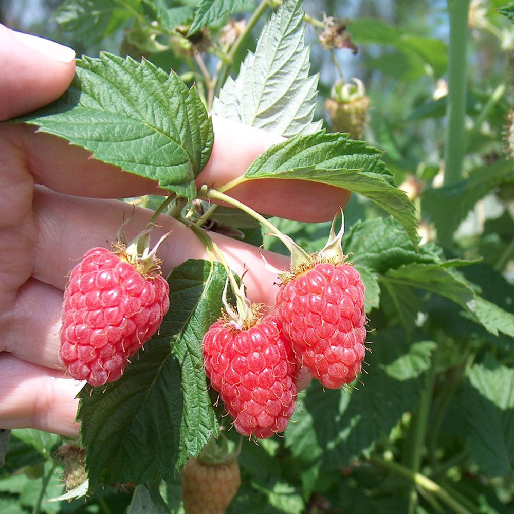 Thompson & Morgan Raspberry Rubus Idaeus Malling Minerva Cane Plant 12 Pack Image 4