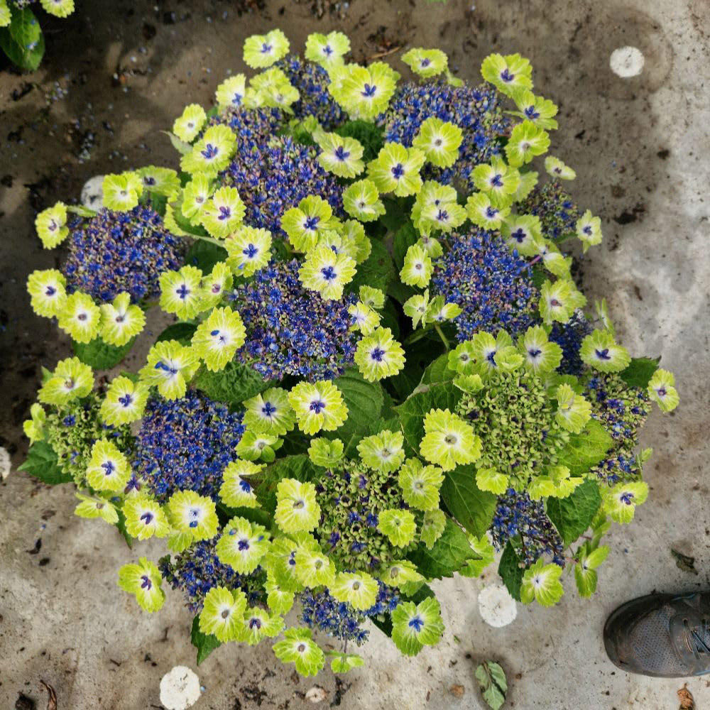 Thompson and Morgan Hydrangea Tellar Green Dream Collection Plant Pot 14cm 2 Pack Image 2