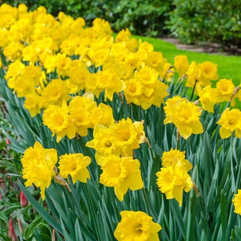 Thompson and Morgan Daffodil Cornish Miniatures Collection Planting Bulb 24 Pack Image 6