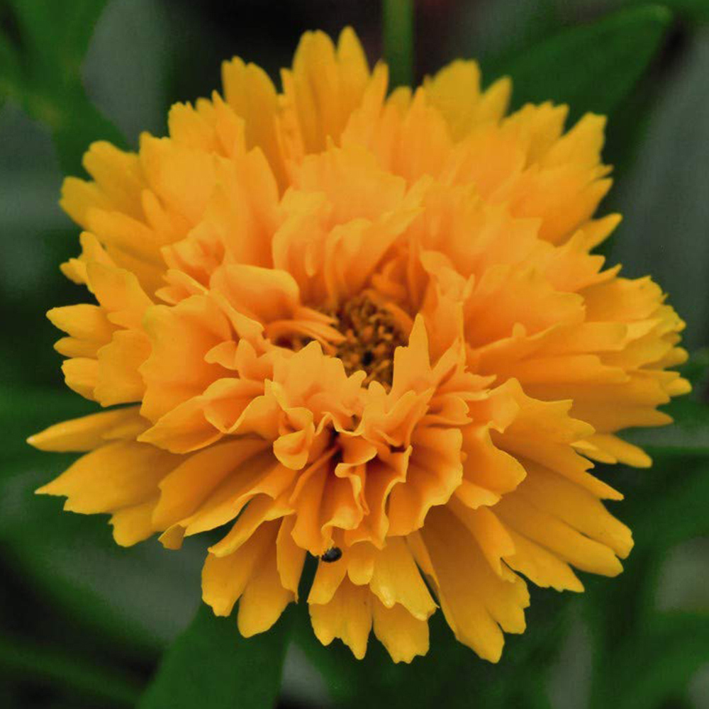 Thompson and Morgan Coreopsis Golden Joy Plug 72 Pack Image 1