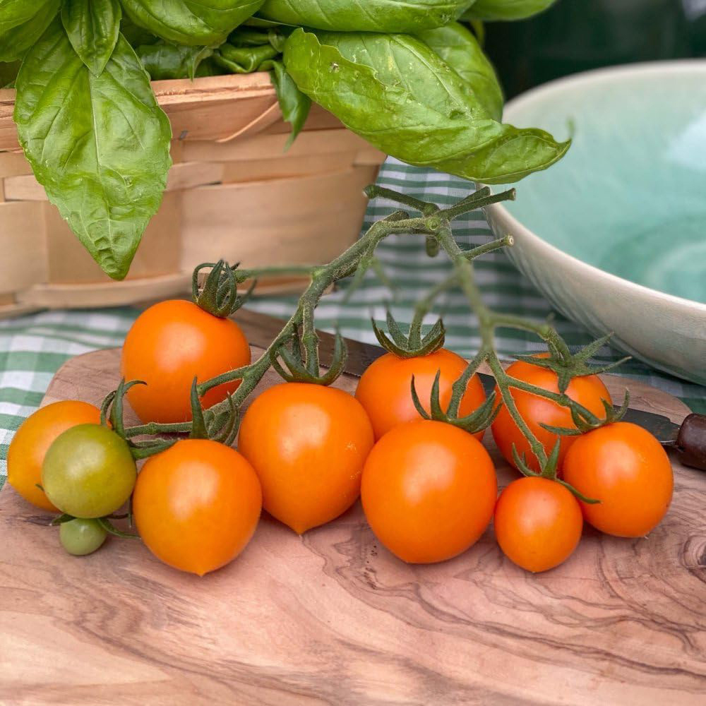 Thompson & Morgan Tomato Merrygold F1 8 Seeds Packet Image 2
