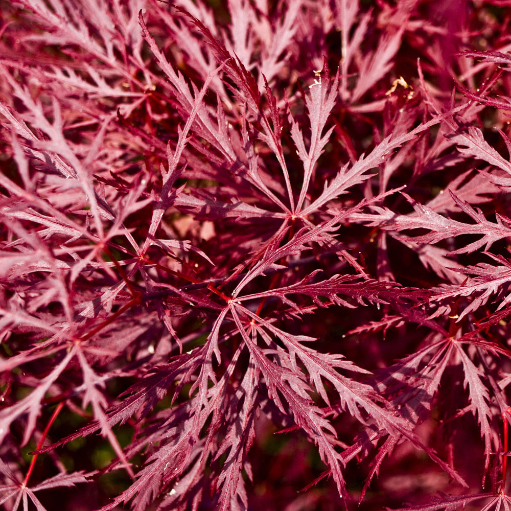 YouGarden Acer Palmatum Garnet Plant Pot Image 1