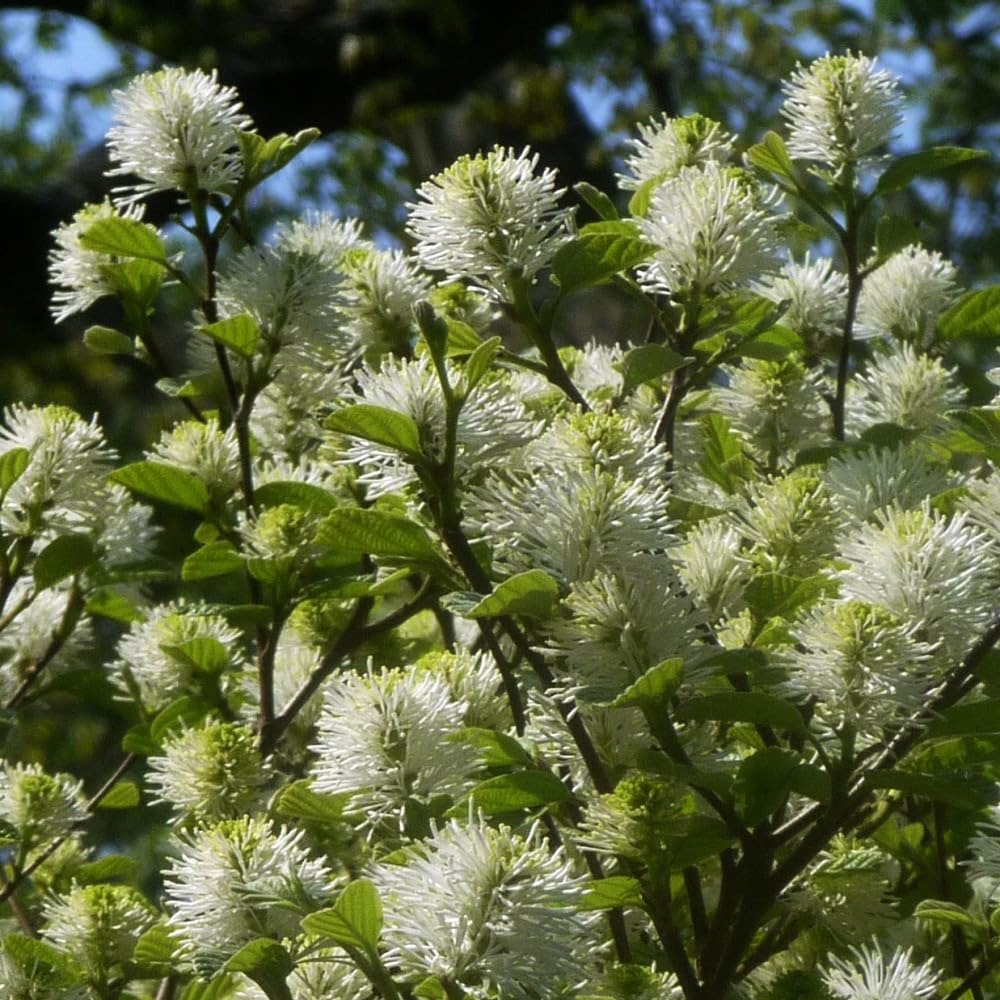 Thompson and Morgan Fothergilla Major Blue Shadow Plant Pot 3L 2 Pack Image 1