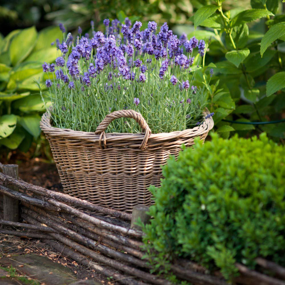 Thompson and Morgan Lavender Munstead Plant Plug 72 Pack Image 5