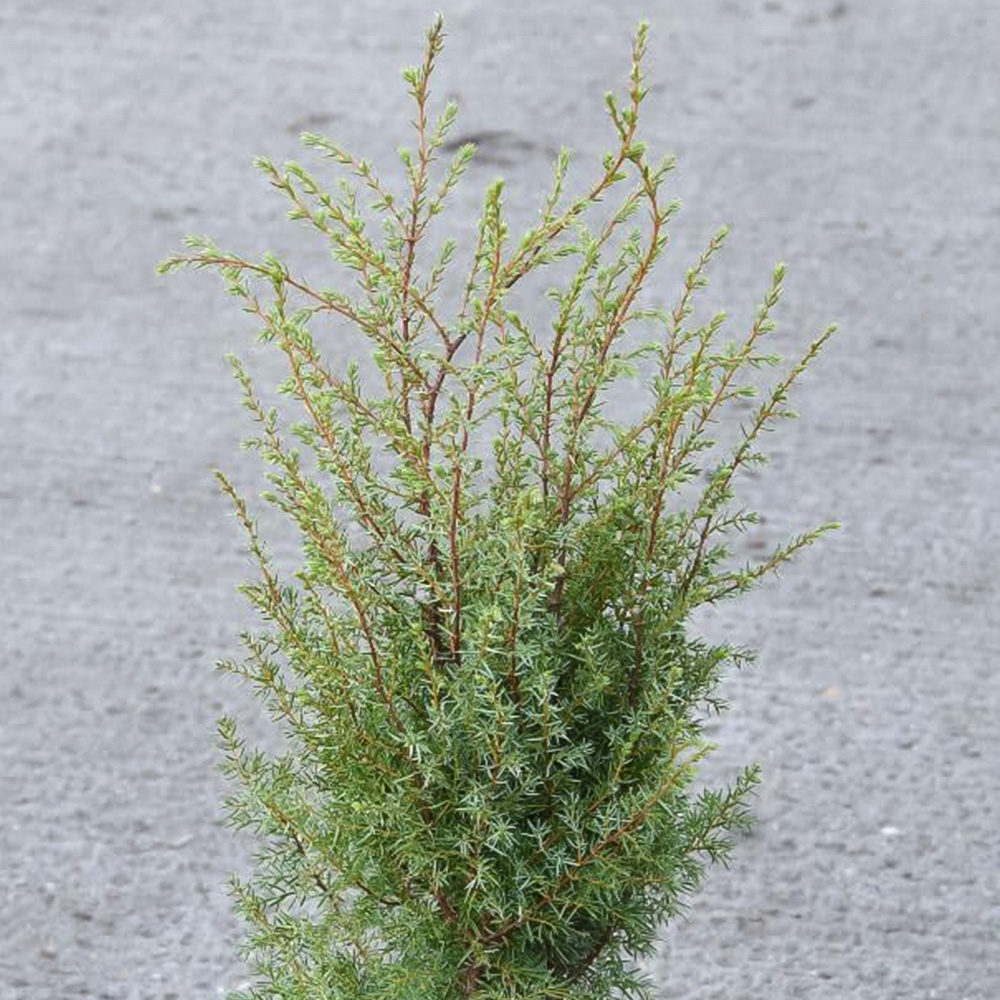 Thompson and Morgan Juniperus Communis Hibernica Plant Pot 9cm 2 Pack Image 1