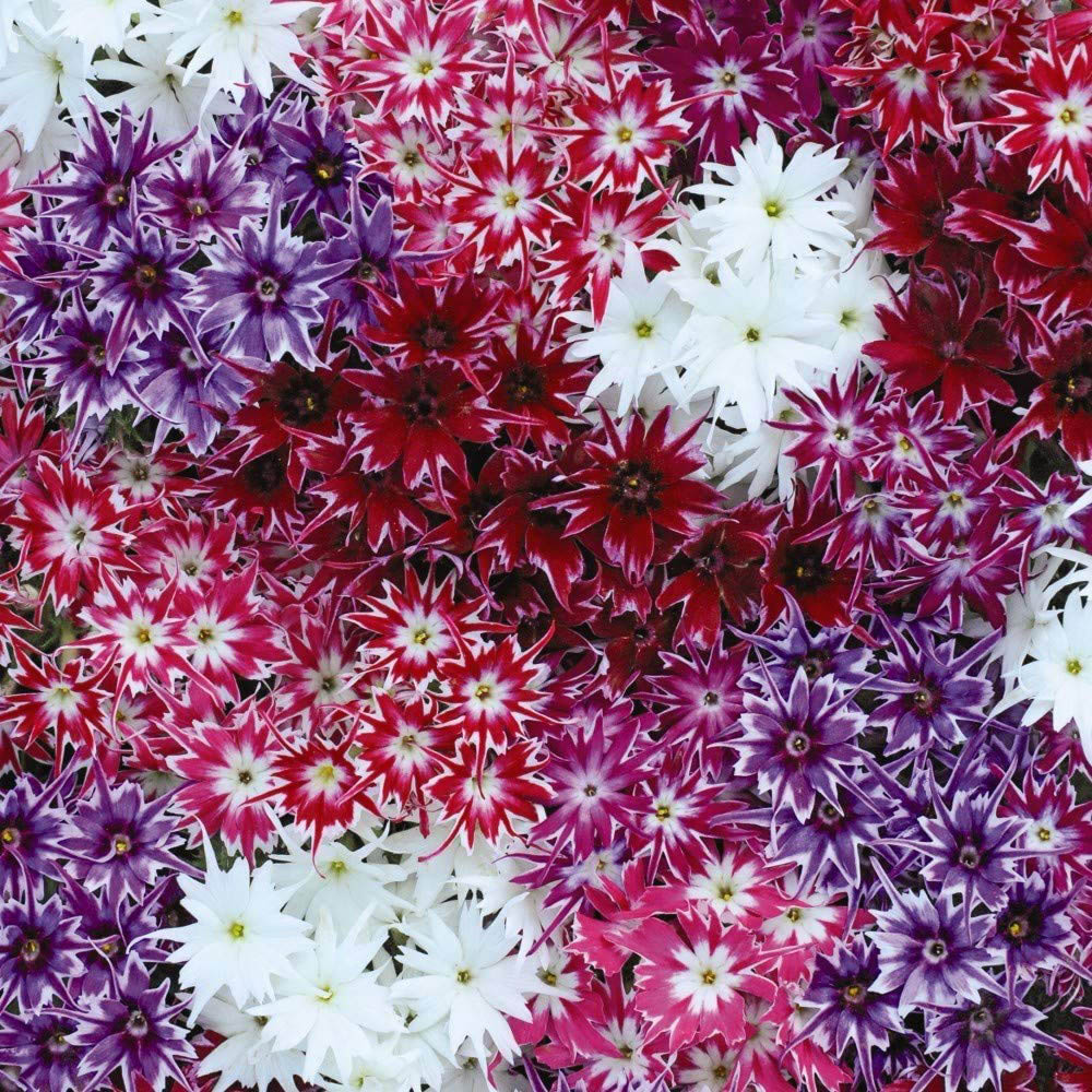 Thompson and Morgan Phlox Pop Stars Garden Ready Plant15 Pack Image 2