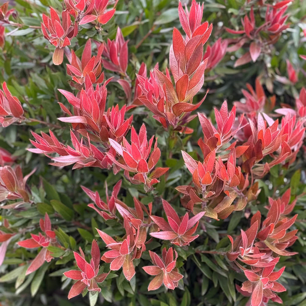 YouGarden Callistemon Red Rocket Plant in Pot Image 1