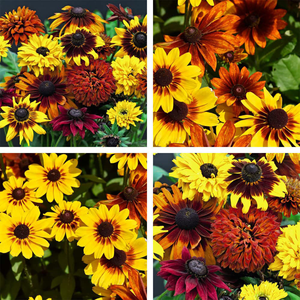 Thompson and Morgan Rudbeckia All Sorts Mixed Garden Ready Plant 15 Pack Image 6