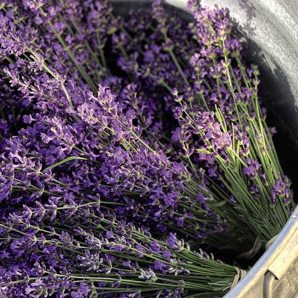 Thompson and Morgan Lavender Munstead Plant Plug 24 Pack Image 4