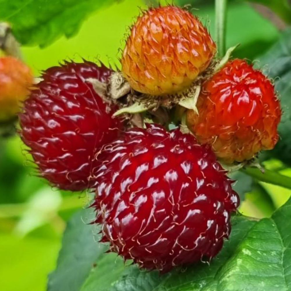 Thompson and Morgan Rubus Raspberry Tree Hararasp with 5L Pot 2 Pack Image 1