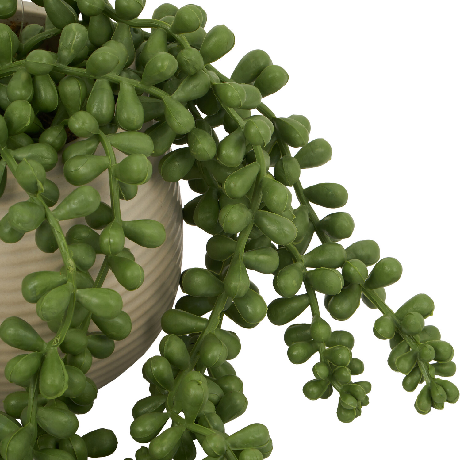 String of Pearls in Ribbed Pot - Green Image 4