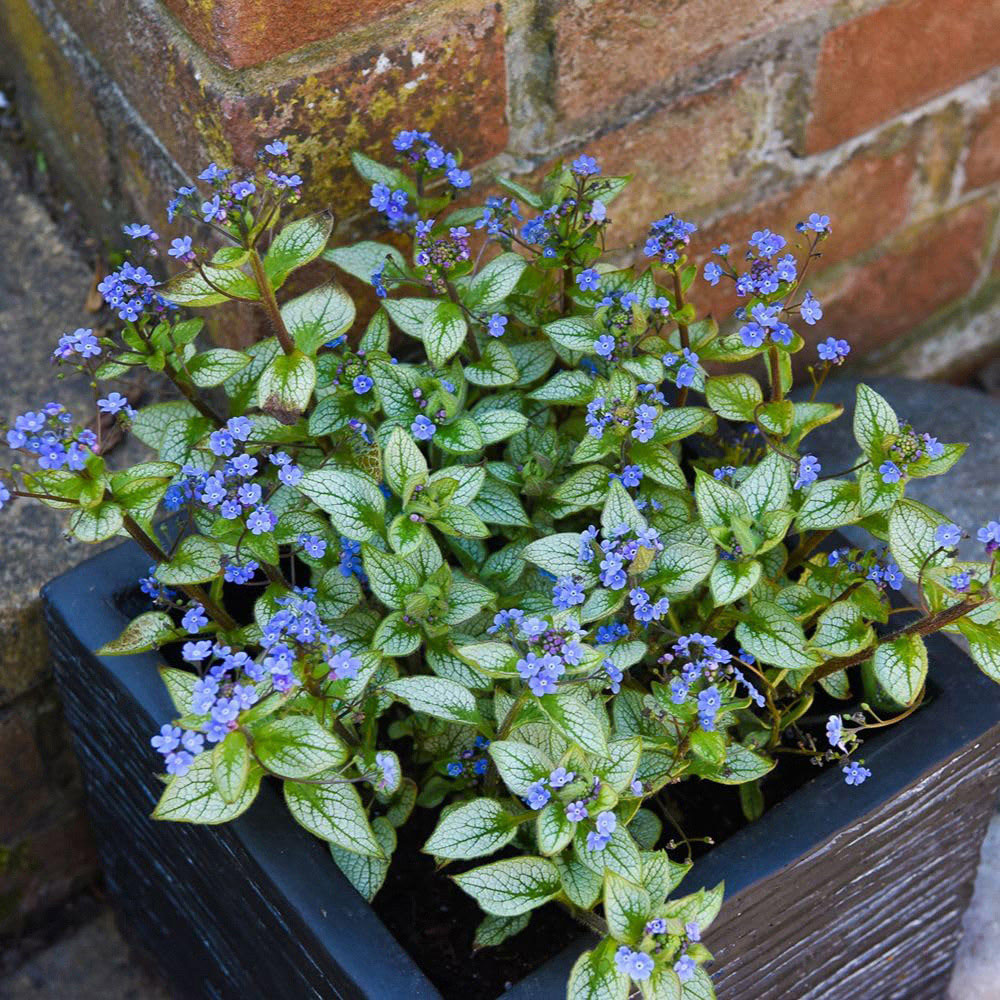 Thompson and Morgan Brunnera Macrophylla Jack Frost Plant Pot 9cm 2 Pack Image 1