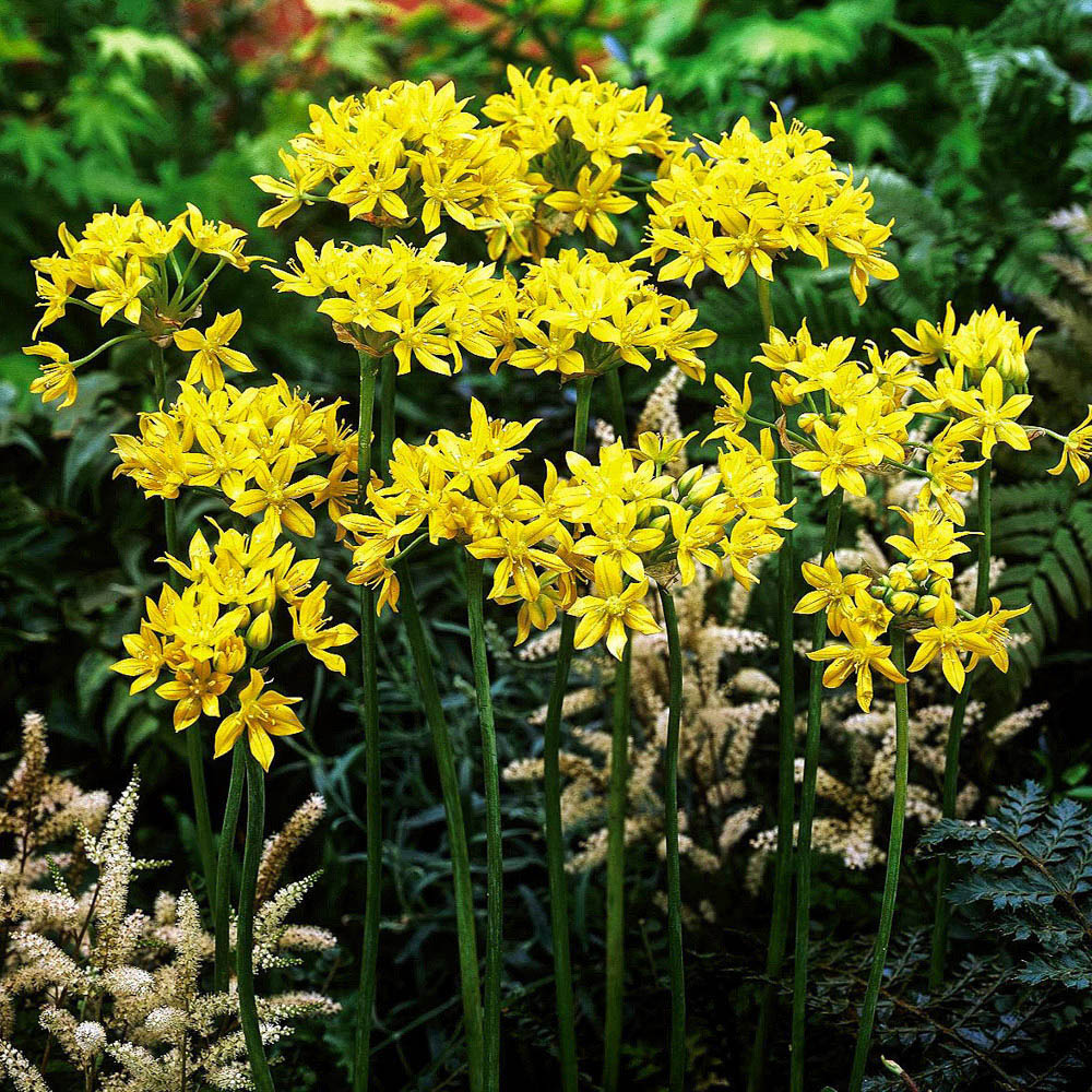 wilko Allium Collection Mixed Planting Bulb 100 Pack Image 2