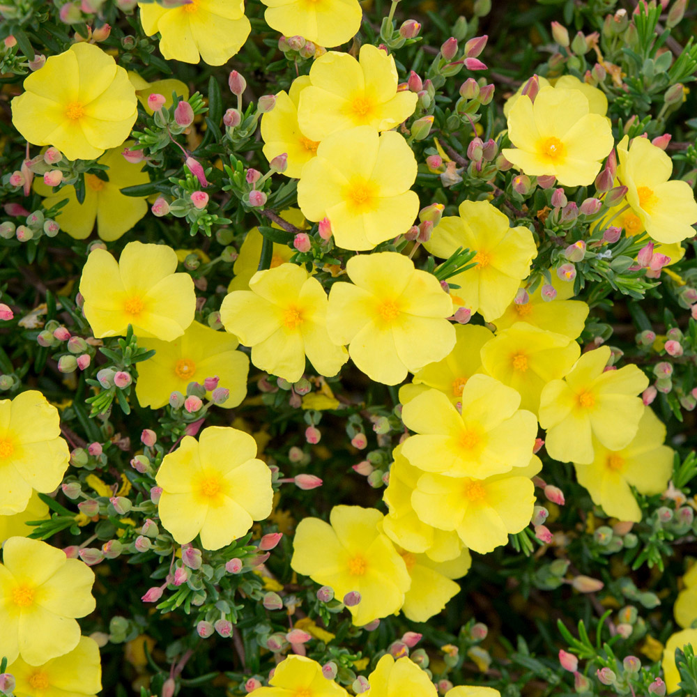 YouGarden Halimium April Sun Plant Pot 1.5L Image 1