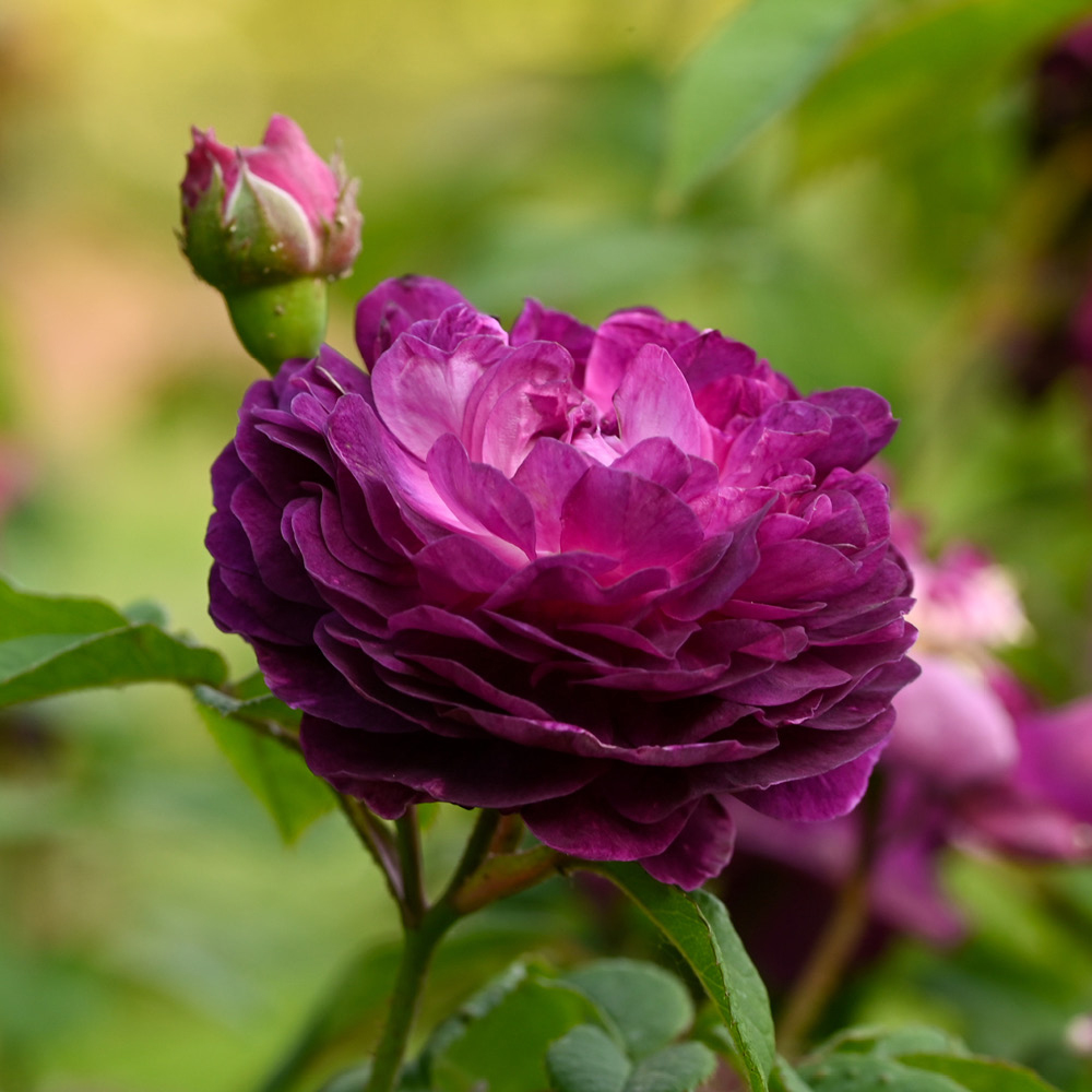 YouGarden Rose Cardinal De Richelieu Bare Root Image 2