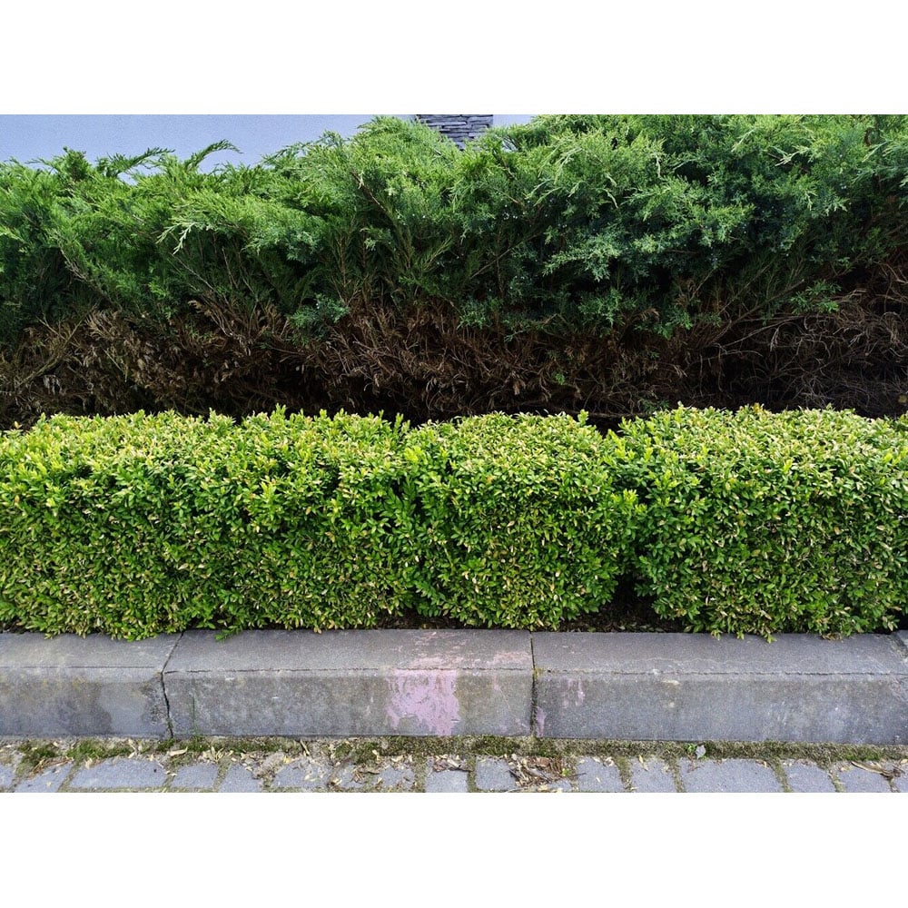 Inspirational Gifting Ilex Crenata Green Hedge Plant 20-30cm 5 Pack Image 3