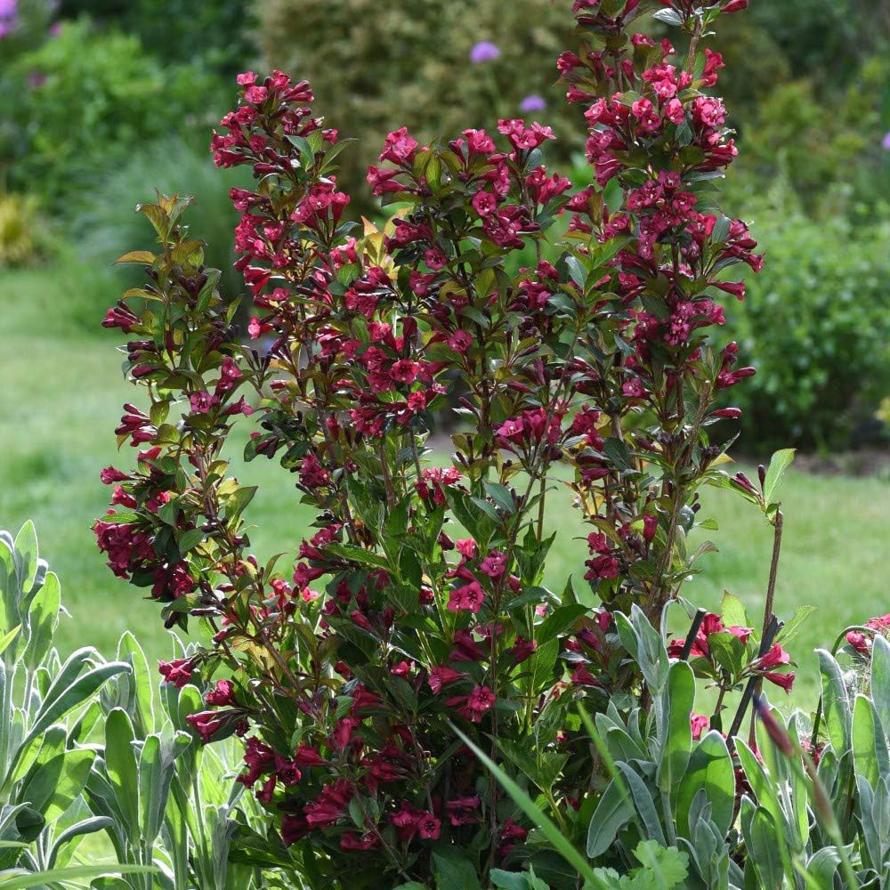 Thompson & Morgan Weigela Towers of Flowers Cherry Plant Pot 9cm Image 6