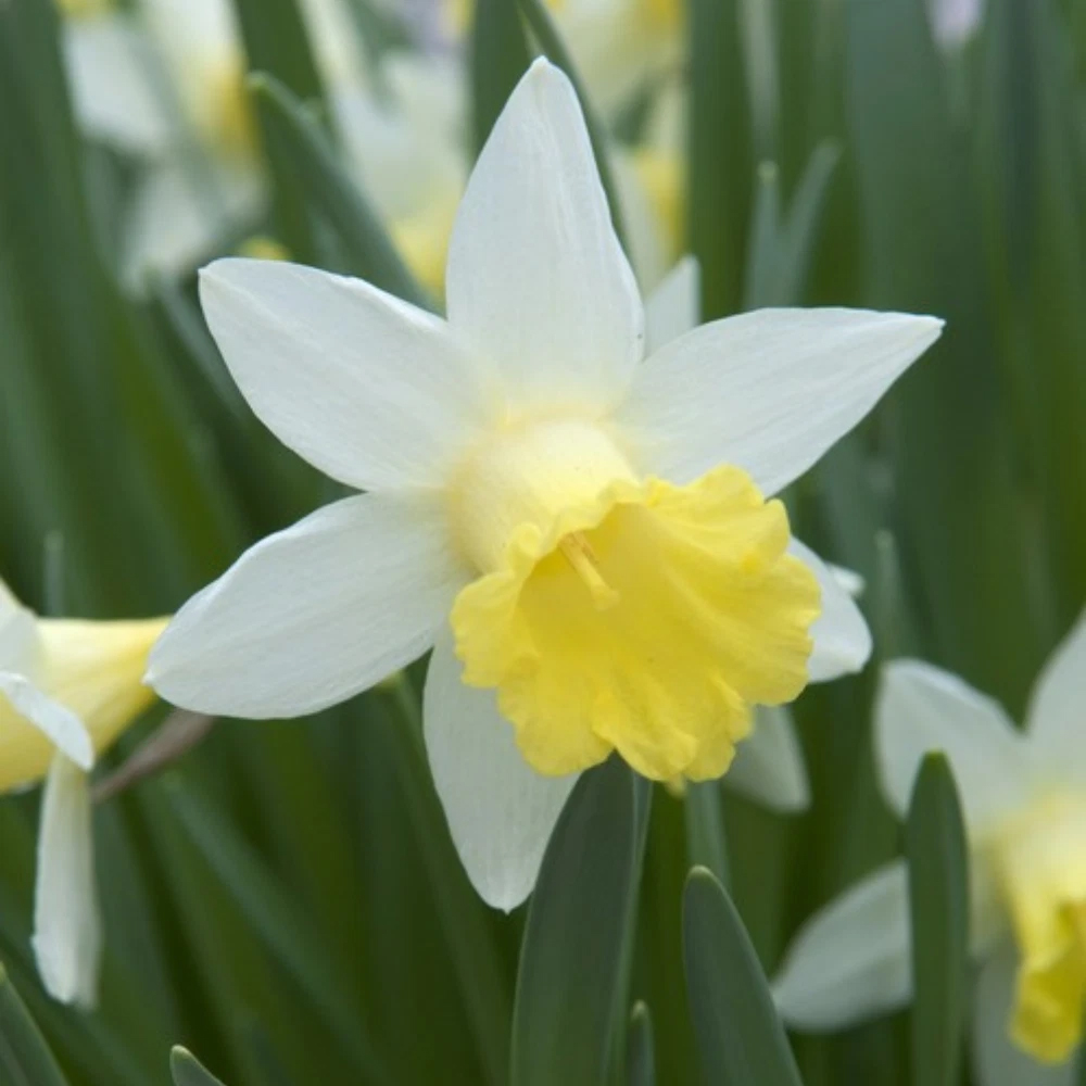 Thompson and Morgan Daffodil Topolino Autumn Planting Bulb 20 Pack Image 3