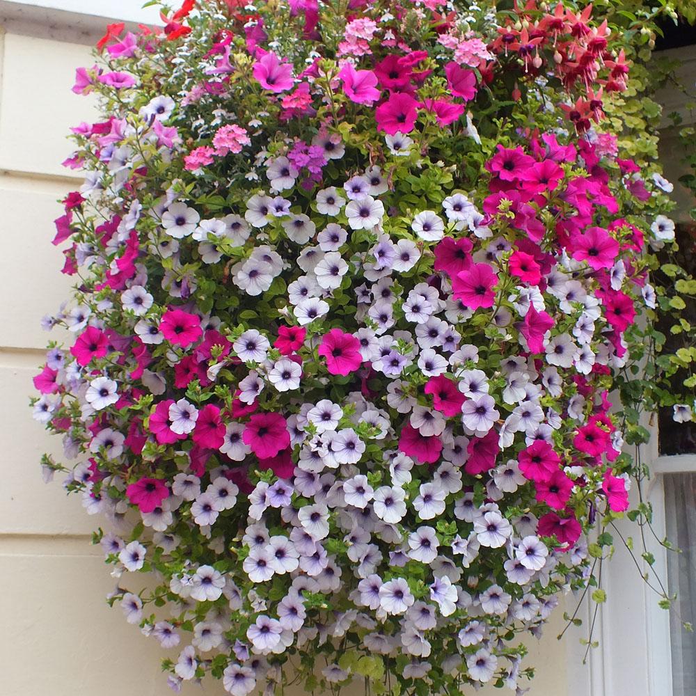 Thompson and Morgan Petunia Surfinia Preplanted Hanging Basket 20cm Image 5