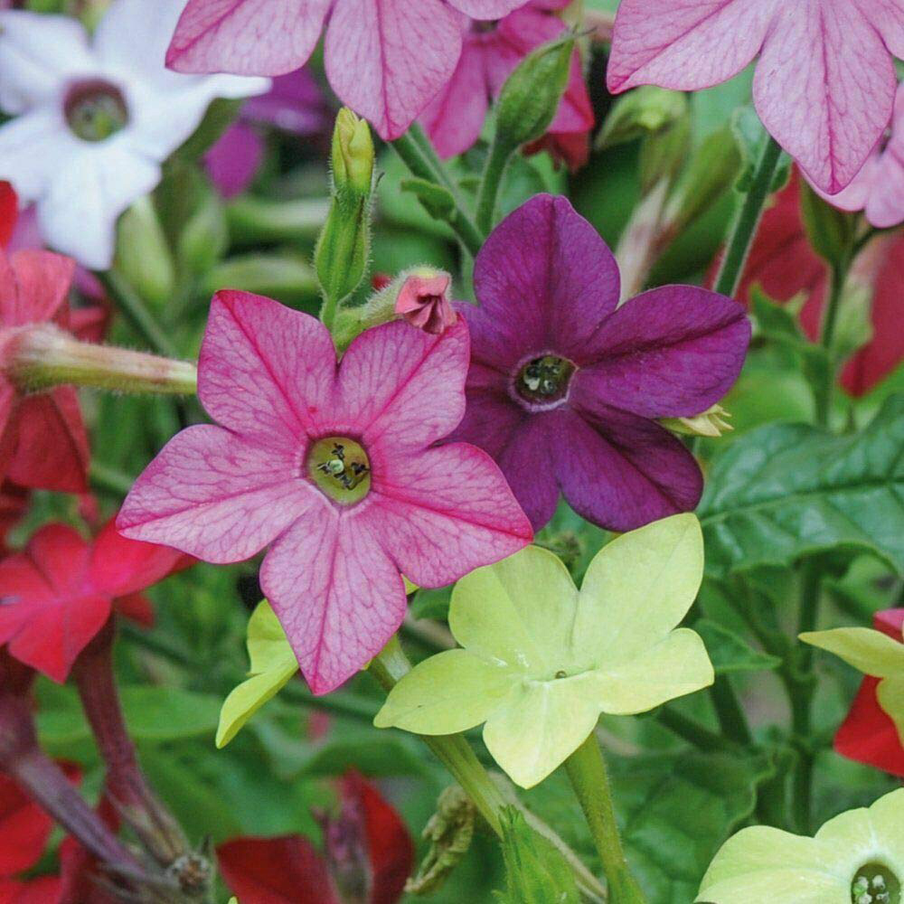 Thompson and Morgan Nurserymans Choice Annual Bedding Mixed Plant Plug 144 Pack Image 5