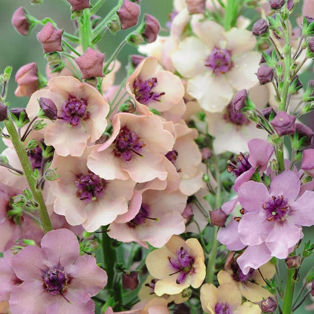 Thompson and Morgan Verbascum Southern Charm Garden Ready Plant 15 Pack Image 1