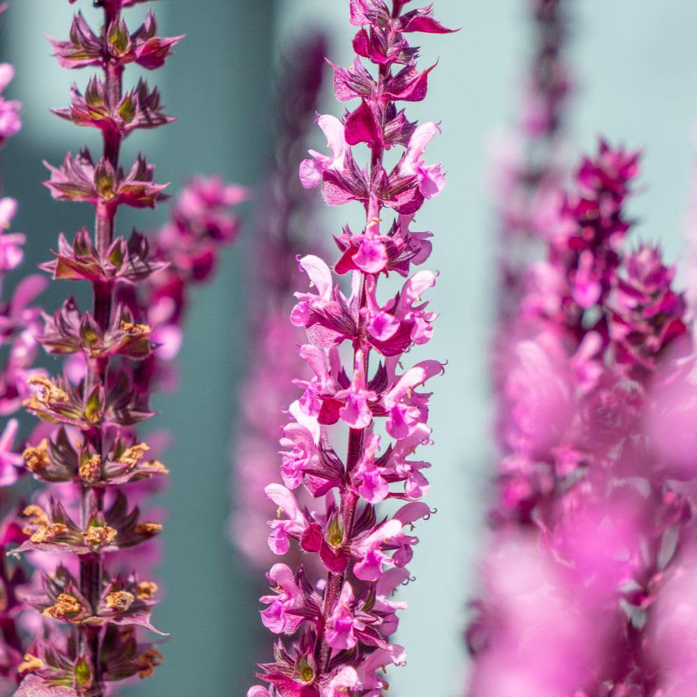 Thompson and Morgan Salvia Nemorosa Caradonna Pink Inspiration Plant Pot 2L Image 1