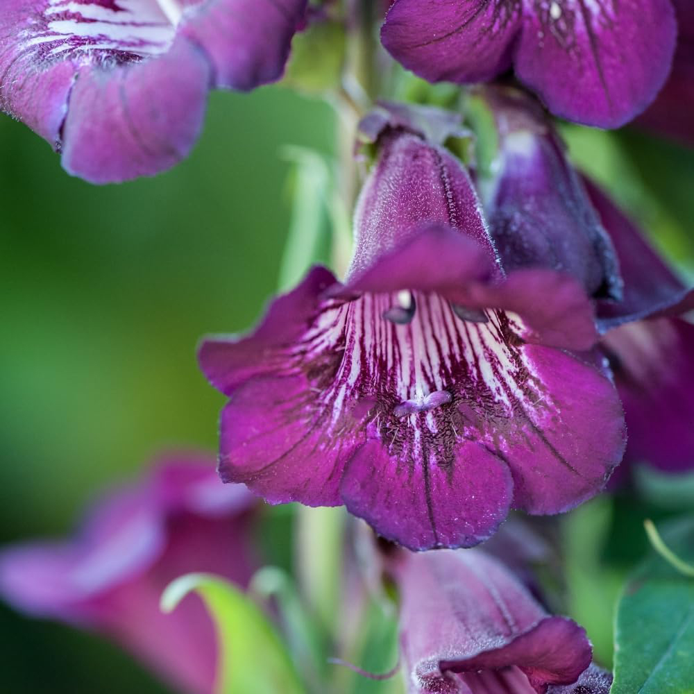 Thompson and Morgan Penstemon Ice Cream Collection Plant Plug 9 Pack Image 2