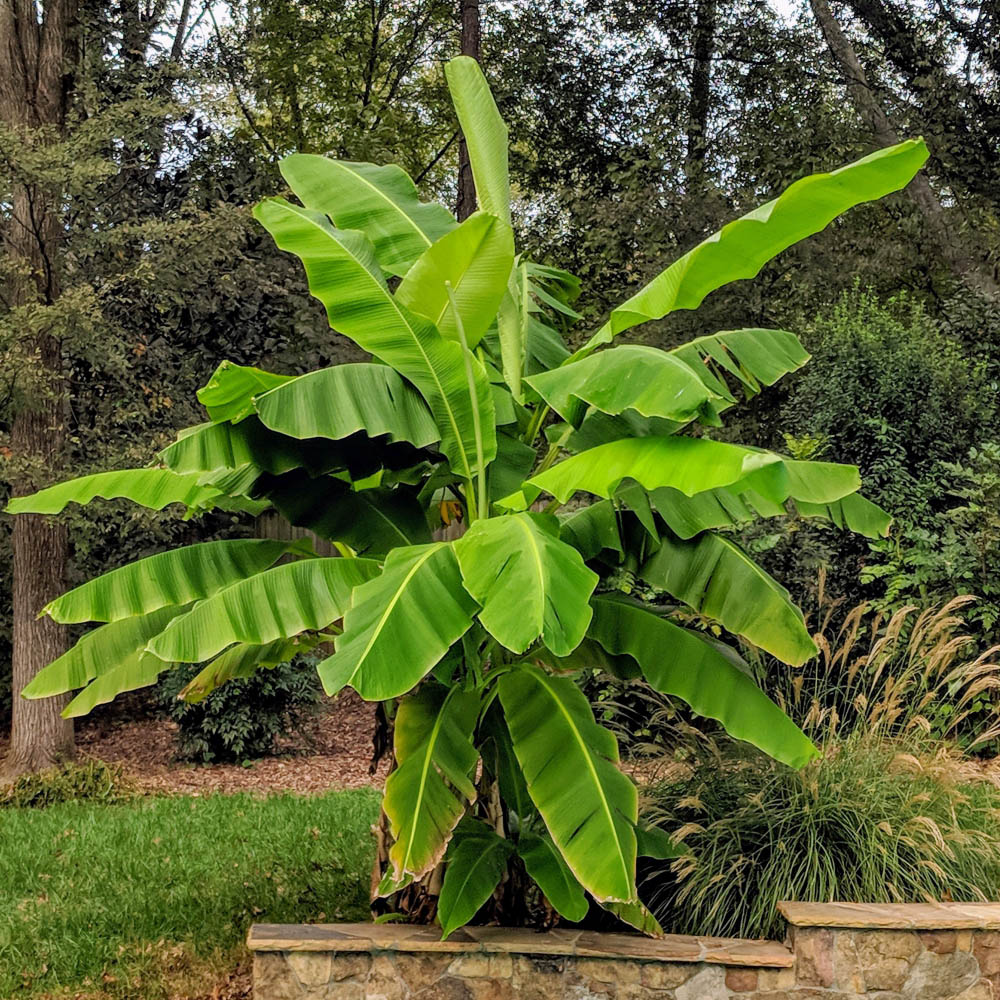 Thompson and Morgan Musa Basjoo Japanese Banana Exotic Palm Plant Pot 10.5cm Image 3